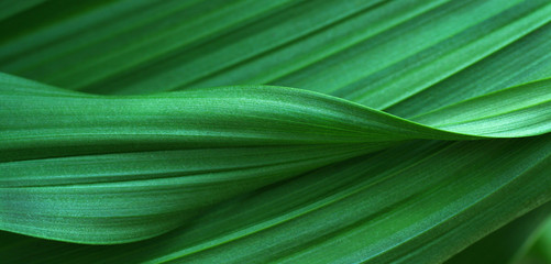 Papier peint photo Photographie macro Feuilles vertes en arrière-plan naturel  © Pawel Horazy