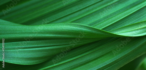 Obraz na płótnie Green leaves for background