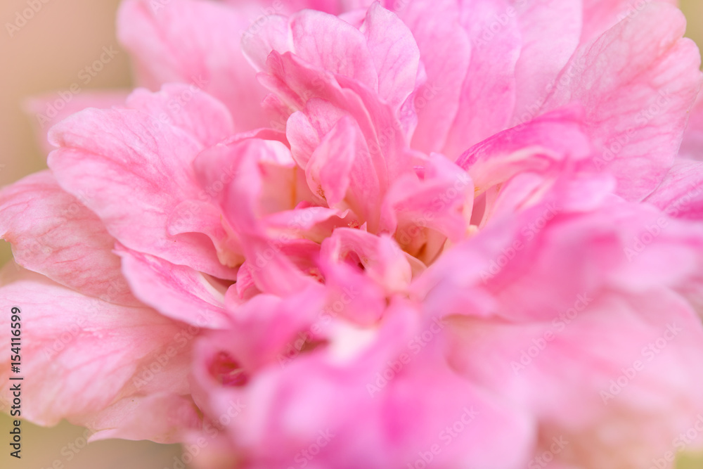 Blurred pink rose soft focus for background