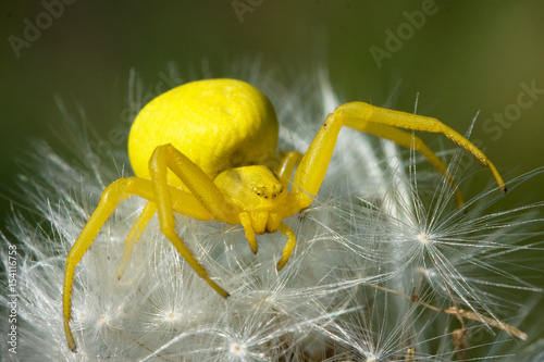 Spider Flower (Misumena vatia)