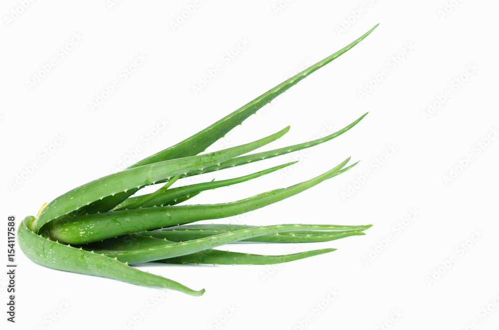 aloe vera plant on white background aloe vera plant on white background