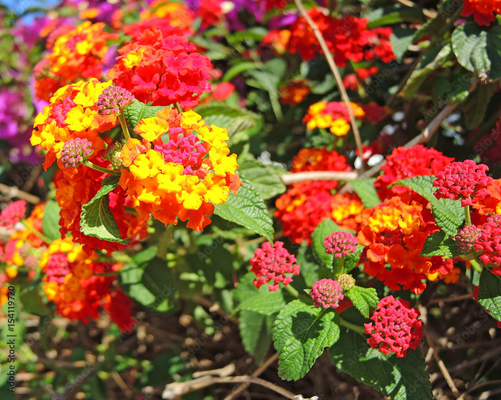 Lantana camara is also known as big sage, wild sage, red sage, white sage and tickberry. It is a species of flowering plant within the verbena family, Verbenaceae