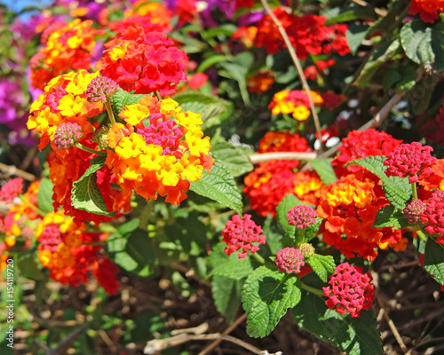 Lantana camara is also known as big sage  wild sage  red sage  white sage and tickberry. It is a species of flowering plant within the verbena family  Verbenaceae