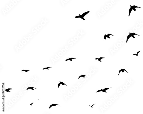 Flying birds silhouettes on white background. Vector illustration. isolated bird flying. © SeemaLotion