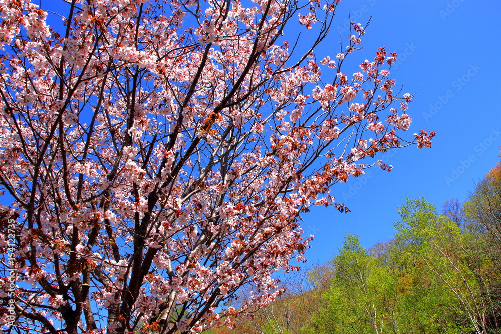 Wild cherry tree of Otaru Asari Dam in Hokkaido