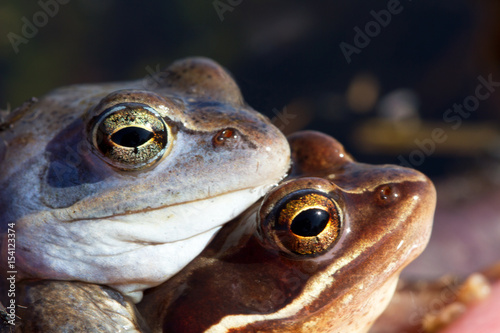 Lake frogs at mating time