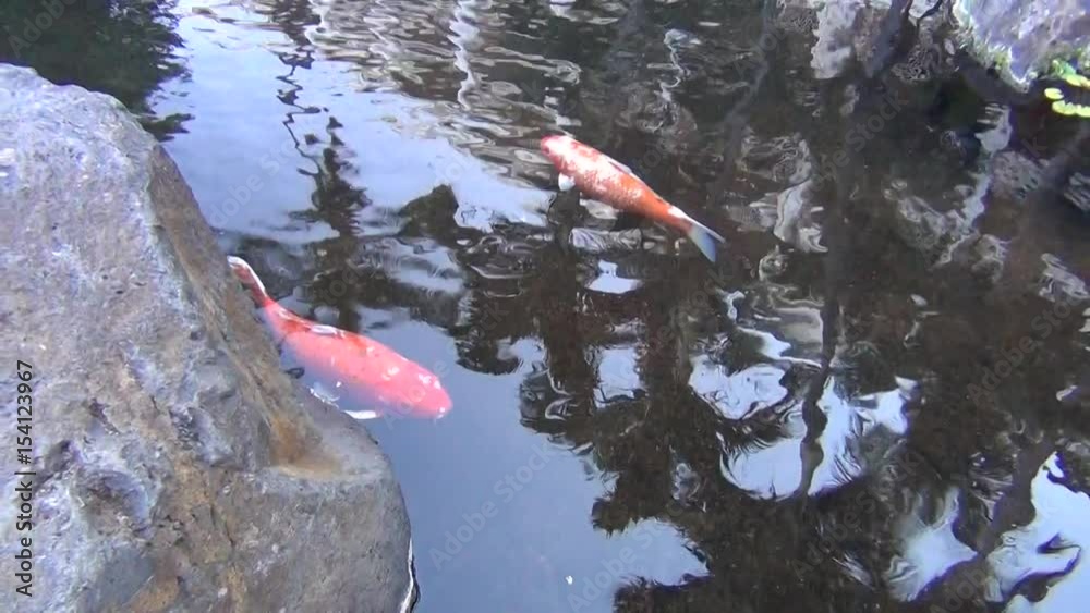 Nobble Red and White Spotted Koi gracefully swimming in garden pond Nobble Red and White Spotted Koi gracefully swimming in garden pond