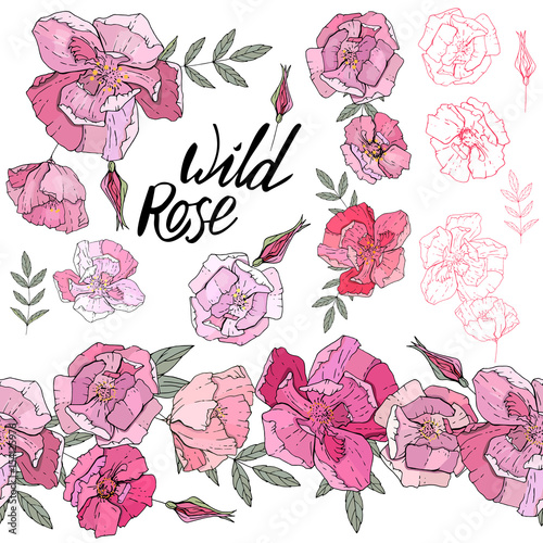 Wild rose elements. Isolated objects and endless border