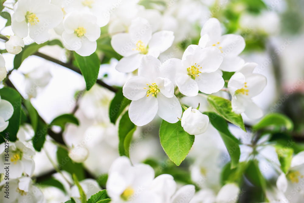 Image of apple blossoms at spring garden background.