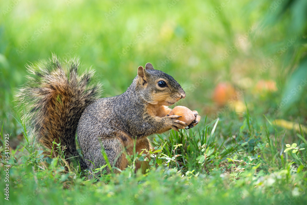 Squirrel (Sciurus niger) eating peach fruit in the garden Squirrel (Sciurus niger) eating peach fruit in the garden