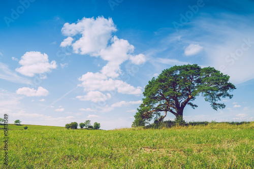 Meadow with pine tree in Latvia. photo