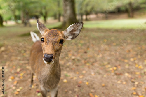 Lovely deer