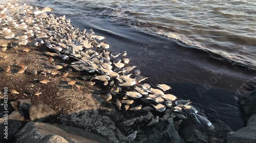 Red Knots and other Endangered Species Feeding on Horseshoe Crab Eggs New Jersey photo