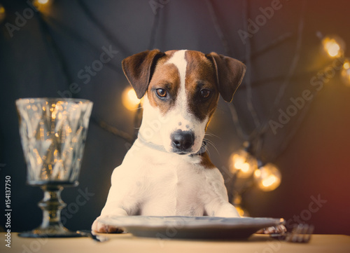 dog at the table © Simonforstock