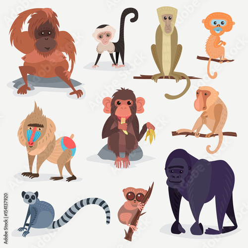 Different cartoon monkey breed character animal wild zoo ape chimpanzee vector illustration.
