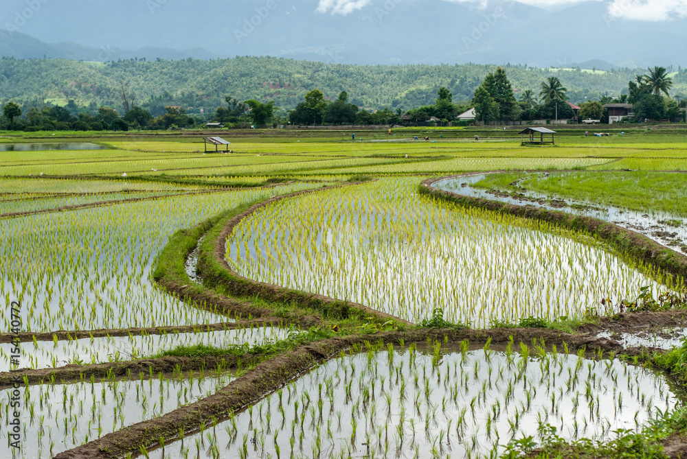 Terrace rice fields at mountain in Chiang Mai, Thailand