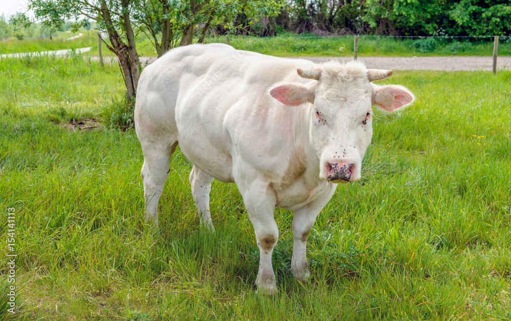 White cow looks curious at the photographer