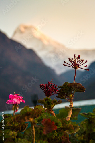 Pink Geraniums just starting to bloom with Annapuurna South in the background at dawn. Ulleri, Annapurna region, Nepal.