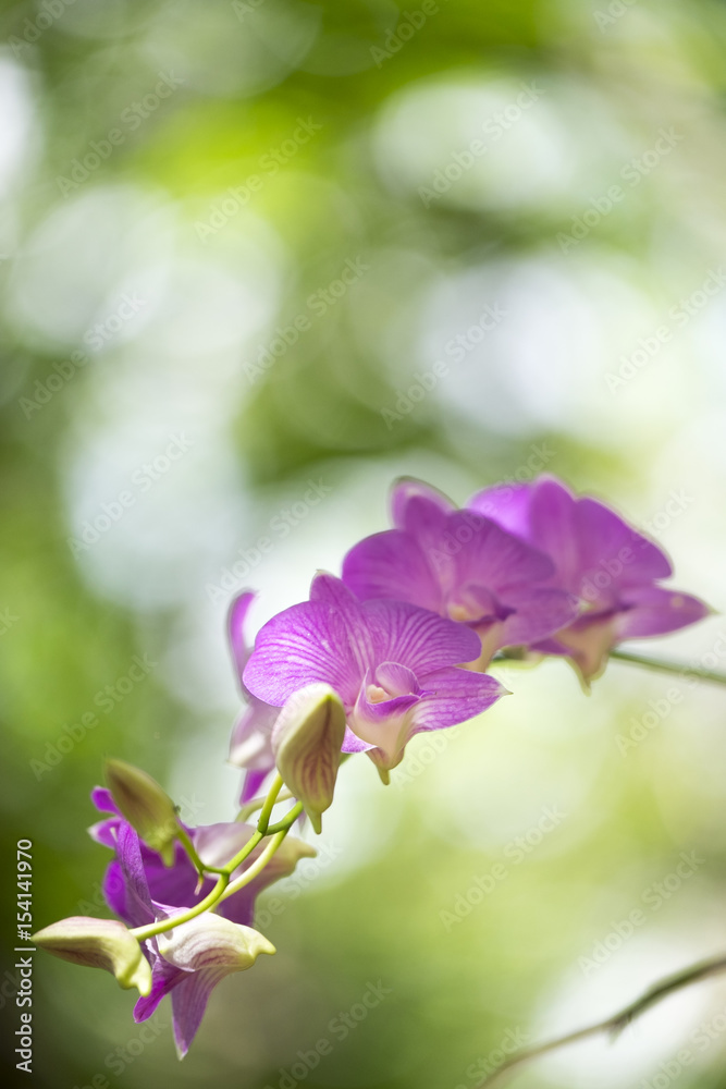Thai pink orchid Thai pink orchid