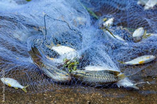 Fish in net ,Fishing net .