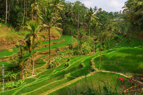 Growing rice on terraces, Bali, Indonesia