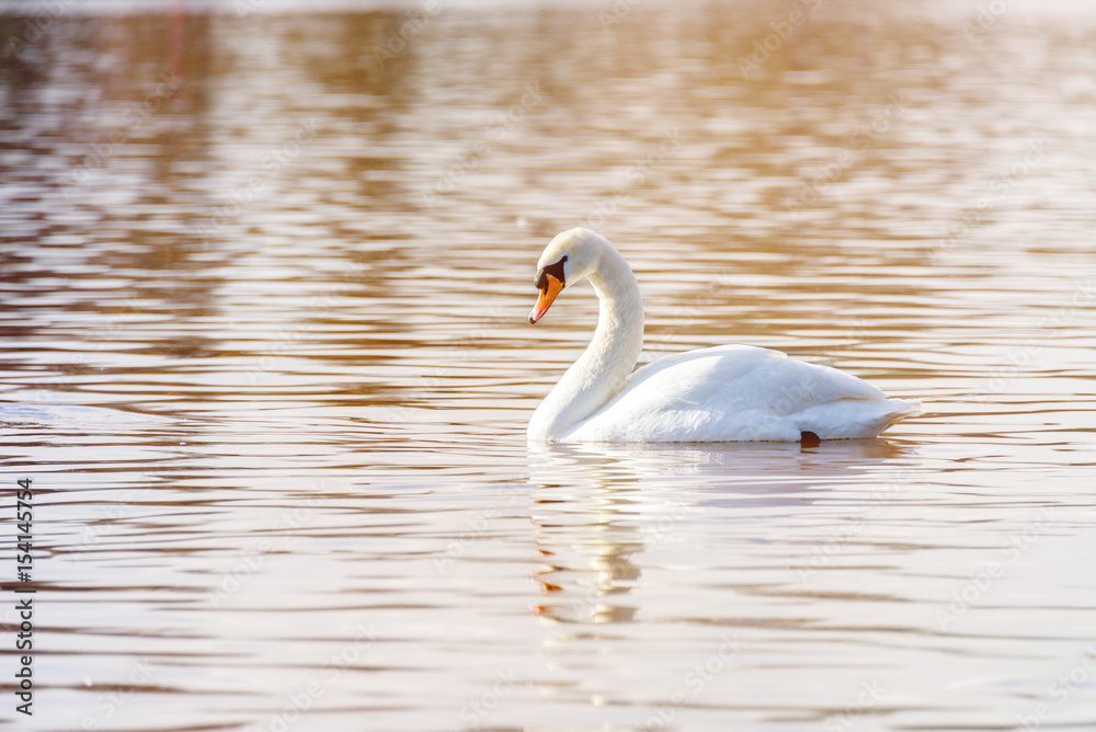 Beautiful white swan on pond in park Beautiful white swan on pond in park
