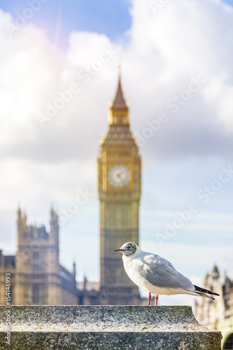 Seagull in front of Big Ben in London, UK