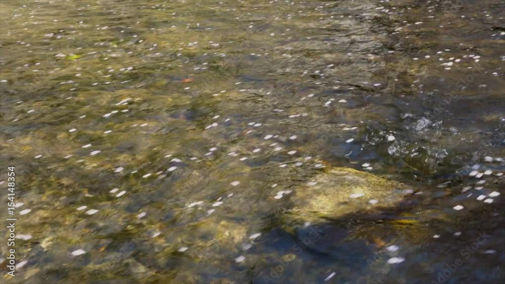 Petals of Sakura floating on water surface of stream Petals of Sakura floating on water surface of stream