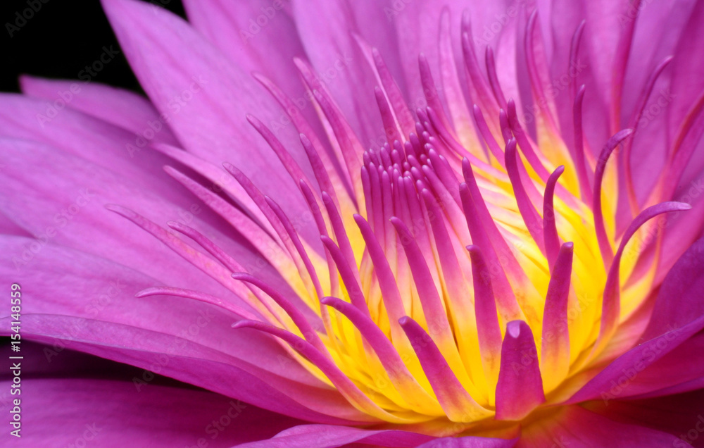 Fototapeta premium Pink Lotus.