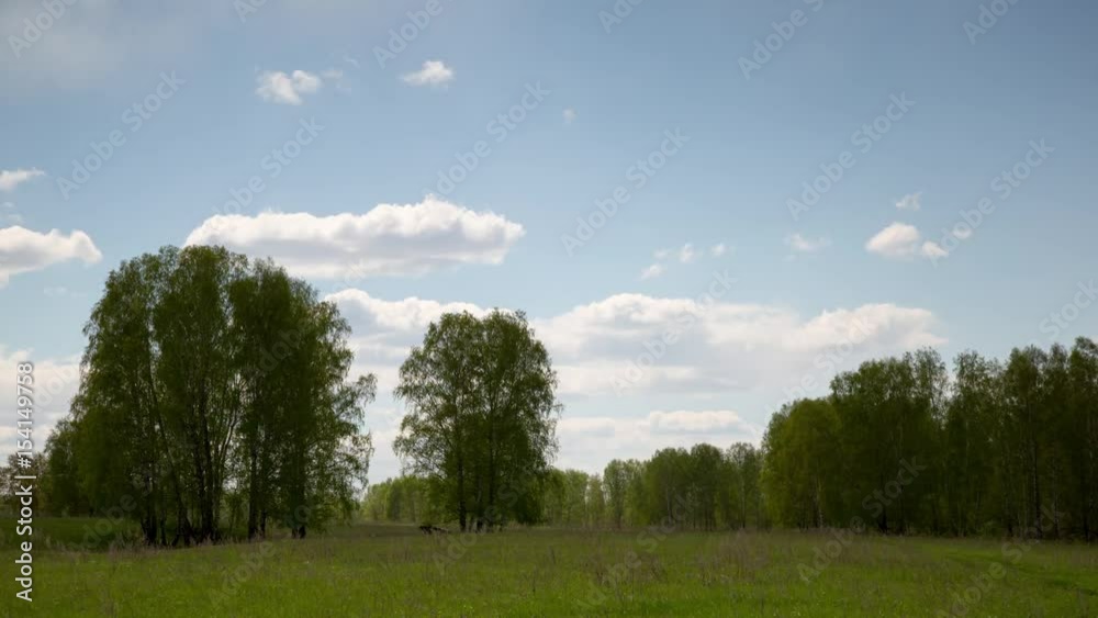 time lapse in the forest time lapse in the forest