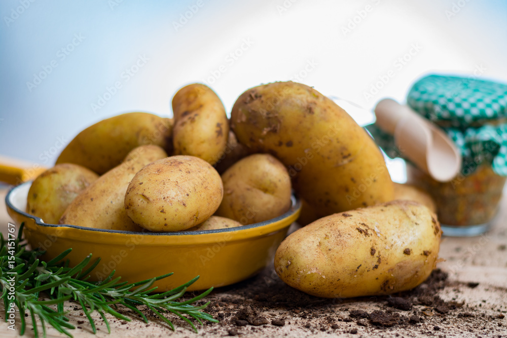 New harvest - young raw organic potatoes uncooked New harvest - young raw organic potatoes uncooked