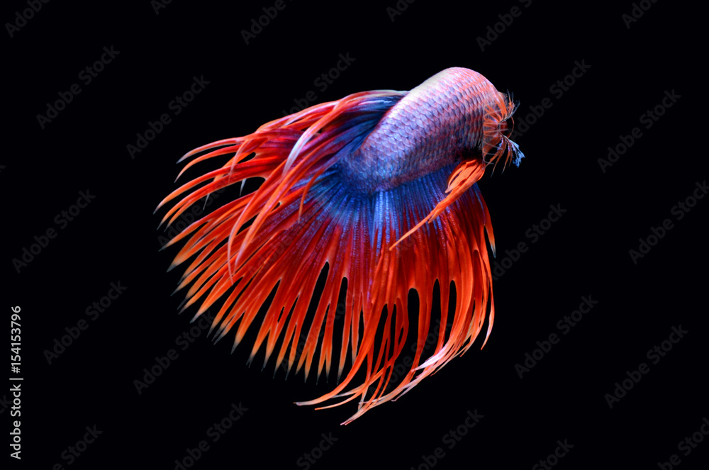 Obraz premium Fighting fish.