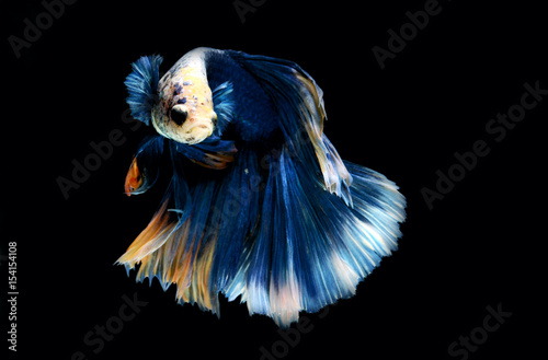 Fighting fish.