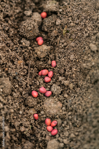 View Of Seeds Radish In Ground In Spring Garden Outdoor Macro.