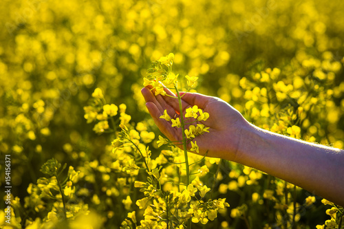 Female hands touching rape flowers.touch with nature,female hand touching yellow flowers,Woman agronomist walking the field of oilseed rape,concept of responsible growth and crop protection.