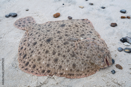 A beautiful fresh turbot lies on the beach photo