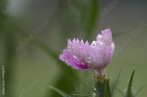 flower of garden in morning with dew drops