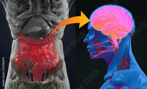 Gut-brain connection or gut brain axis. Concept art showing a connection from the gut to the brain. 3d illustration.