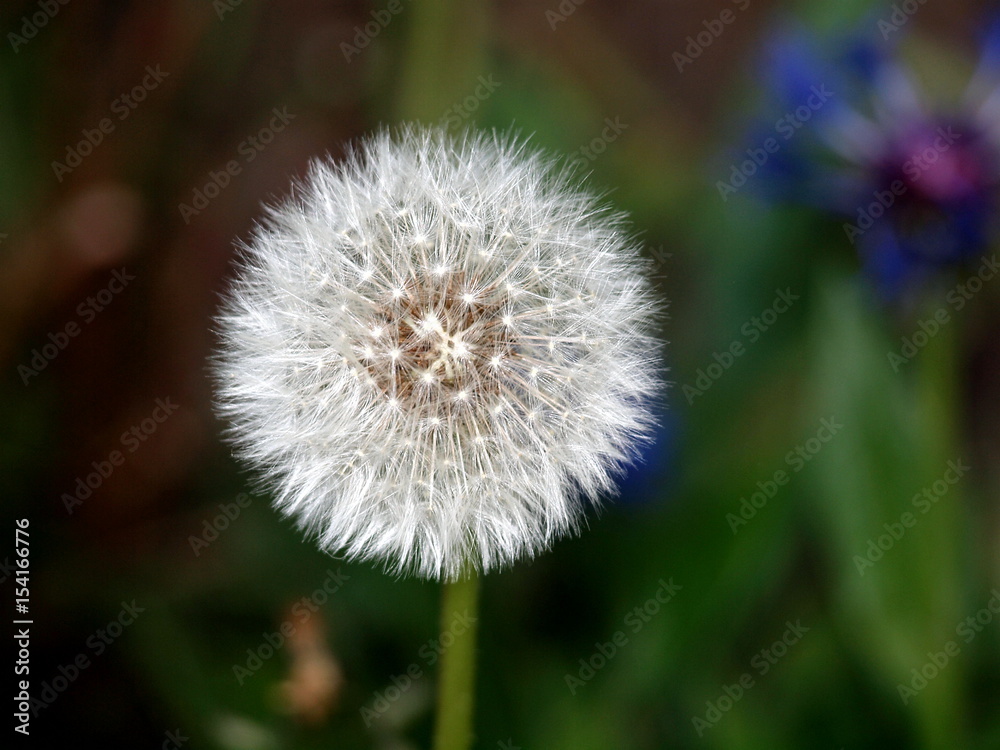 Dandelion Dandelion