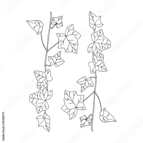 Vector botanical illlustration with hedera (ivy) branches. Hand drawn twigs isolated in black on white background.
