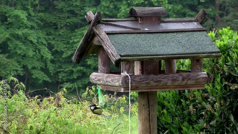 Kohlmeise, Meisenknödel und Vogelhaus (Totale) Kohlmeise, Meisenknödel und Vogelhaus (Totale)
