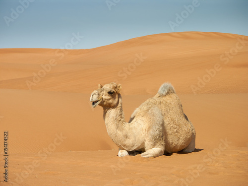 camel resting on sand dunes