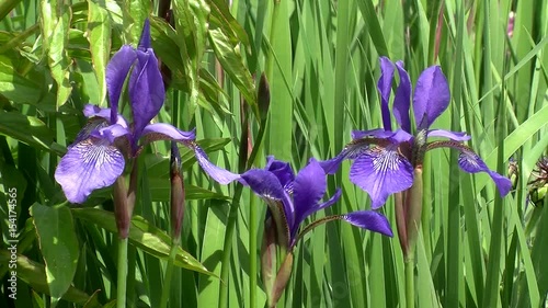 Violette Schwertlilien bewegen sich im Wind photo