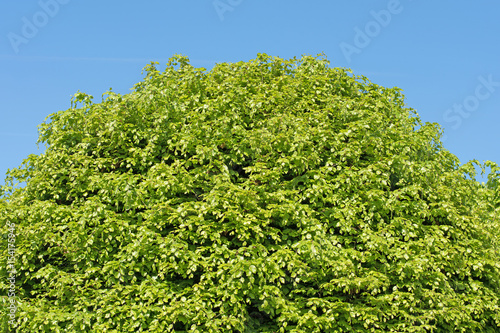  Hainbuche, Carpinus betulus, Baumkrone © M. Schuppich