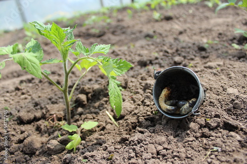 Larva of the May beetle