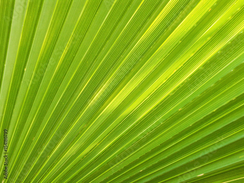 pattern in green palm leaf showing clearly against sun