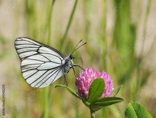 A butterfly is drinking nectar on a clover flower.