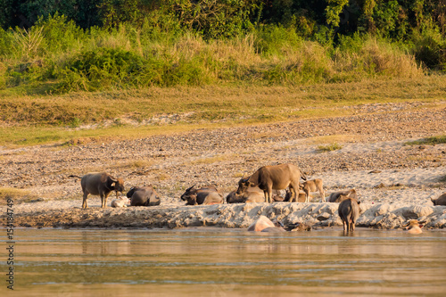 Animals on the Mekong riverside in Laos © sitriel