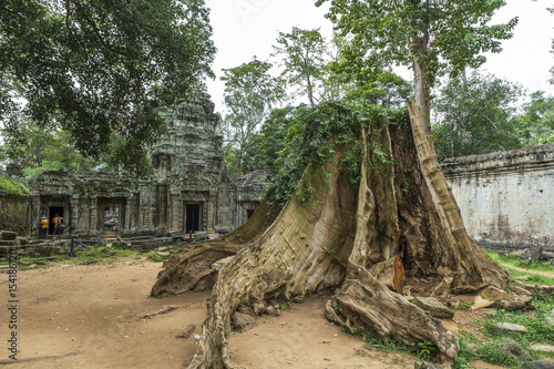 Ta Prohm  Angkor Wat  Siem Reap  Combodia