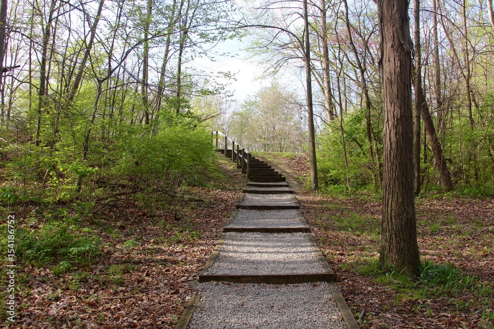 The trail in the forest with the wood steps at the end.